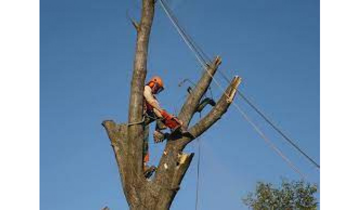 Upozornenie, oznámenie a výzva na vykonanie výrubu /okliesnenia stromov a iných porastov - verejná vyhláška